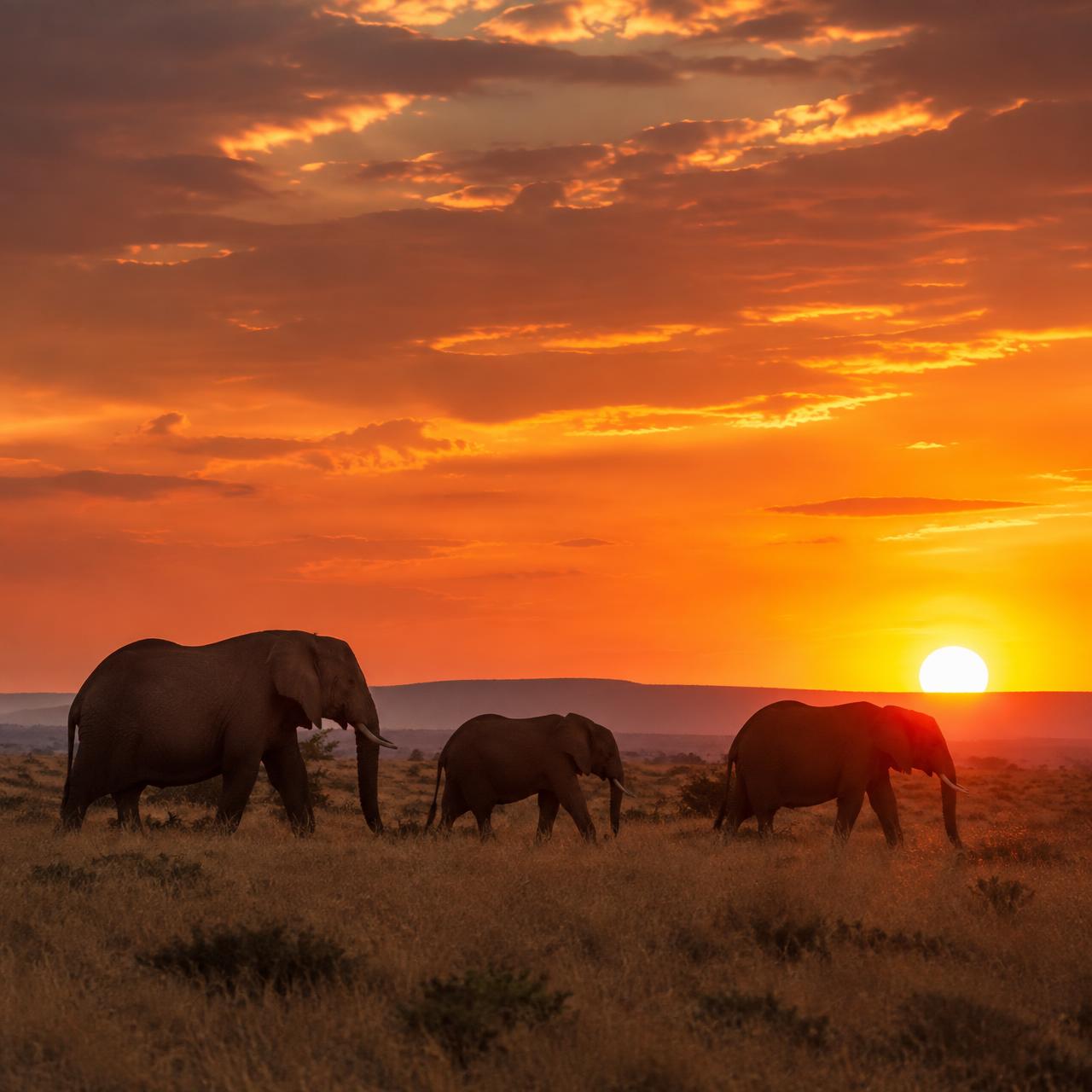 Wildlife & Conservation